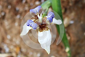 Beautiful and abstract miracle white flower close up image