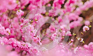 Beautiful abstract natural background with pink blossoming flowers in springtime in the garden.