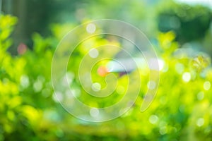 Beautiful abstract natural spring green bokeh background, blur e