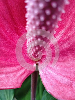 beautiful abstract object from tropical red flower petal at the garden.