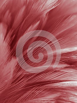 Beautiful abstract pastel pink feathers on dark background, red feather frame texture on pink background, dark feather, black bann