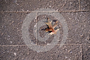 A beautiful abstract photo of dry brown maple leaf falling onto the ground.