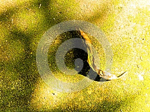 A beautiful abstract photo of dry leaf falling onto the ground Drying on the wet ground with moss nature environment save earth