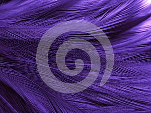 Beautiful abstract purple feathers on dark background, black feather texture on dark pattern and purple background, colorful feath