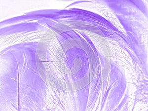 Beautiful abstract purple feathers on white background, gray feather texture on dark pattern and purple background, colorful feath