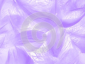 Beautiful abstract purple feathers on white background, gray feather texture on dark pattern and purple background, colorful feath