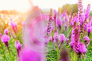 Beautiful abstract scenic landscape view of blooming purple liatris spicata or gayfeather flower meadow in rays of photo