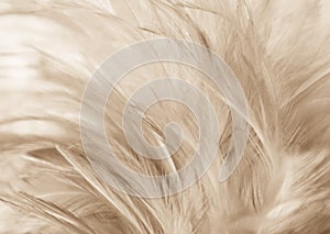 Beautiful abstract texture close up color black white and gold feathers on the white background and wallpaper