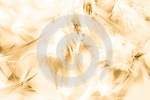 Beautiful abstract texture close up color white gold brown and yellow feathers background and wallpaper