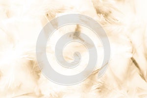 Beautiful abstract texture close up color white gold brown and yellow feathers background and wallpaper