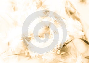 Beautiful abstract texture close up color white gold brown and yellow feathers background and wallpaper