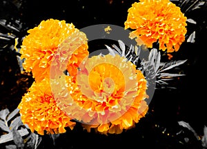 Beautiful abstract textures close up color orange and yellow flower on the black and darkness isolated background and wallpaper