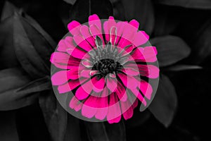 Beautiful abstract textures close up color pink red and purple flower on the black white and darkness isolated background and wall