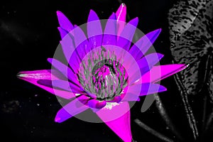 Beautiful abstract textures close up color red purple and pink lotus flower on the black and darkness isolated background and wall