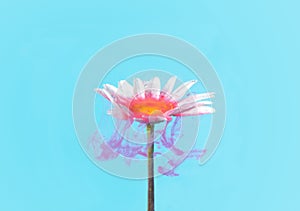 Beautiful abstract underground flower concept. A single white daisy flower cover with acrylic red paint with light blue background