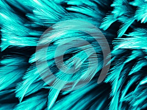 Beautiful abstract white and green feathers on black background and soft blue feather texture on white pattern and green backgroun