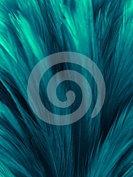 Beautiful abstract white and green feathers on black background and soft blue feather texture on white pattern and green backgroun