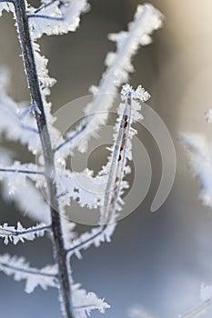 Beautiful abstract winter macro photography - plants in below zero temperature