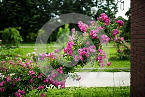 Beautiful, abundant climbing rose in a park