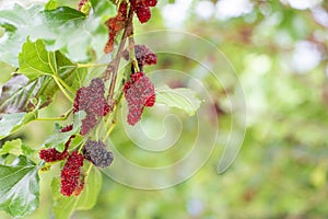 Beautiful abundat mature mulberry fruits and leaf on mulberry tree branch