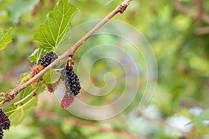 Beautiful abundat mature mulberry fruits and leaf on mulberry tree branch