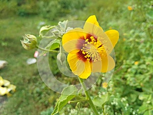 Beautiful Abutilon indicum flowers are typically yellow and red, they have five petals that are shaped like hearts photo