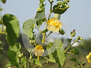 Beautiful Abutilon Indicum or Indian Mallow Plant leaves and flowers  on blue sky background