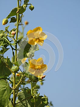 Beautiful Abutilon Indicum or Indian Mallow Plant leaves and flowers  on blue sky background