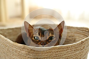 Beautiful Abyssinian cat in basket. Lovely pet