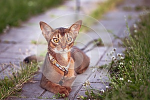 Beautiful Abyssinian cat in a collar, close-up portrait, gracefully lying