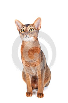 Abyssinian cat portrait isolated on white, cat is interestedly looking
