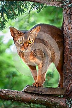 Beautiful Abyssinian cat sits on a tree and hunts, a beautiful portrait of a cat in natural conditions