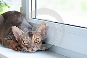 Beautiful Abyssinian cat on the windowsill, looking