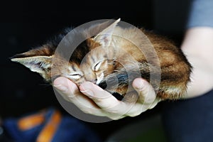 Beautiful abyssinian kitten sleeping on the palm