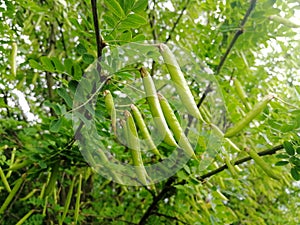 Beautiful Acacia pods on branches. Front view
