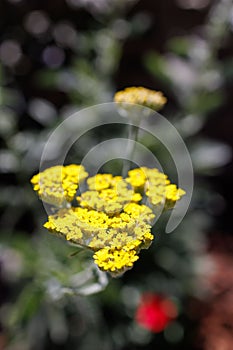 Beautiful achillea biebersteinii dreamstime flower on a blurred background