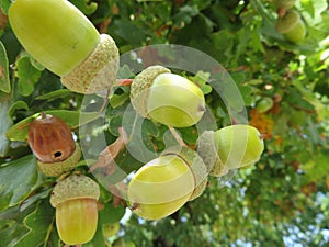 Beautiful acorns natural fruit healthy hard food product photo