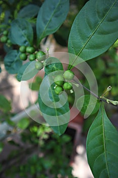 Beautiful Acronychia pedunculata plant. Small/tiny green fruit.