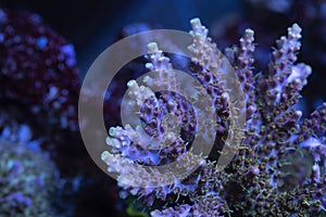 Beautiful acropora sps coral in coral reef aquarium tank.
