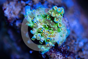 Beautiful acropora sps coral in coral reef aquarium tank.