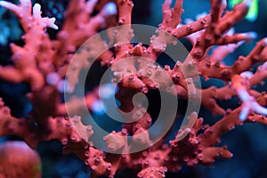 Beautiful acropora sps coral in coral reef aquarium tank.