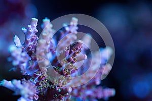 Beautiful acropora sps coral in coral reef aquarium tank.