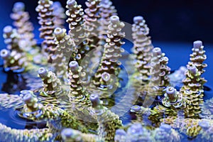 Beautiful acropora sps coral in coral reef aquarium tank.