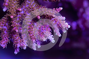 Beautiful acropora sps coral in coral reef aquarium tank.