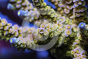 Beautiful acropora sps coral in coral reef aquarium tank. photo