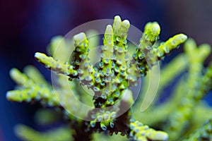 Beautiful acropora sps coral in coral reef aquarium tank. photo