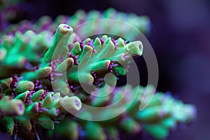 Beautiful acropora sps coral in coral reef aquarium tank. photo