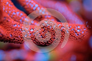 Beautiful acropora sps coral in coral reef aquarium tank. photo