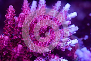 Beautiful acropora sps coral in coral reef aquarium tank. photo