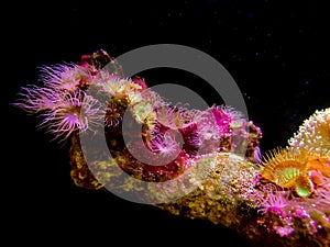 Beautiful Actiniaria in black background.Pink Sea anemone in Aquarium. photo